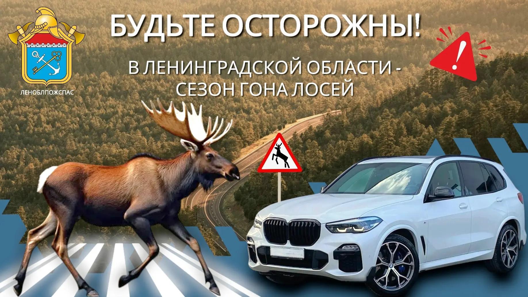 Спасатели предупредили о начавшемся у лосей гоне
